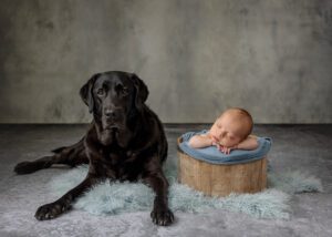 a newborn boy and his black lab dog