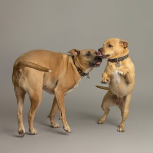Two dogs playing together in studio portrait session in San Clemente